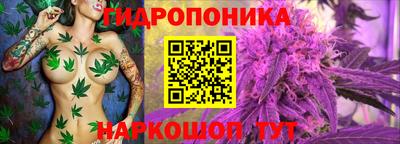 крисы Гай